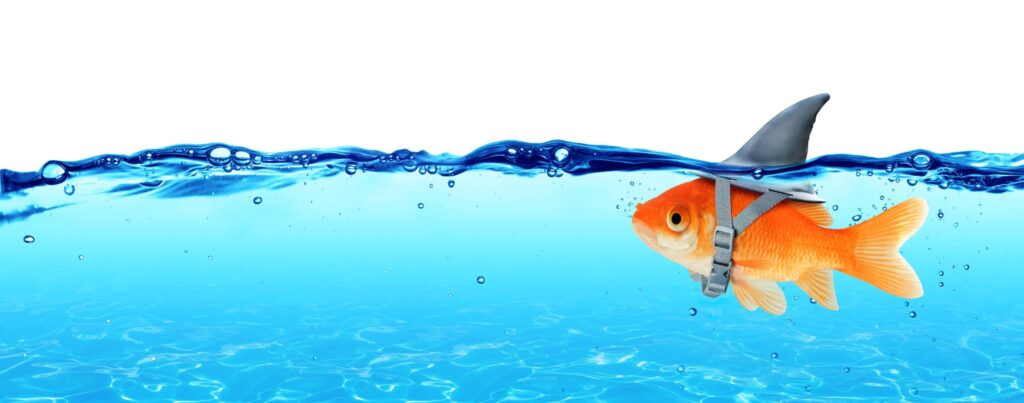 Entrepreneurs: Are you a Shark when it comes to Business?